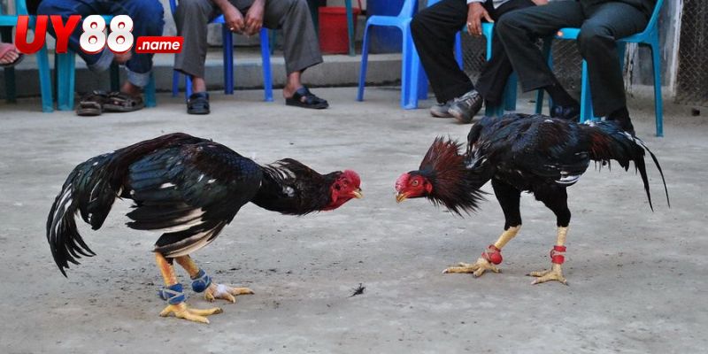 Đá gà Asil được đọc qua ba lớp thế trận chính