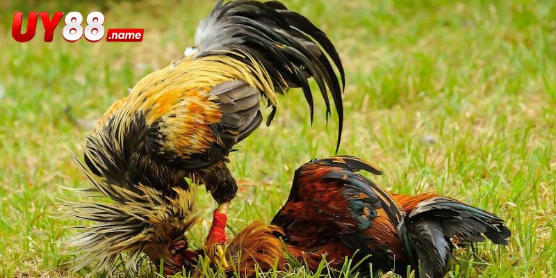 Quy trình chọn và theo dõi một cặp Asil tại Đá Gà UY88