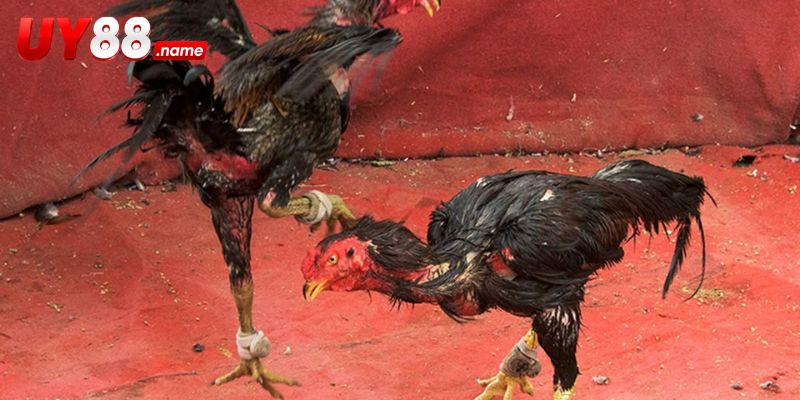 Đá Gà Asil – Phân Tích Thế Trận Và Cửa Cược Trực Tiếp Mới