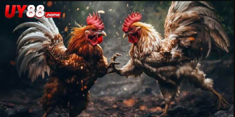 Các yếu tố đáng chú ý trước giờ chiến kê ra sân