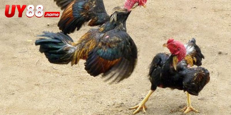 Đá gà Kelso được nhận diện qua hồ sơ chiến kê
