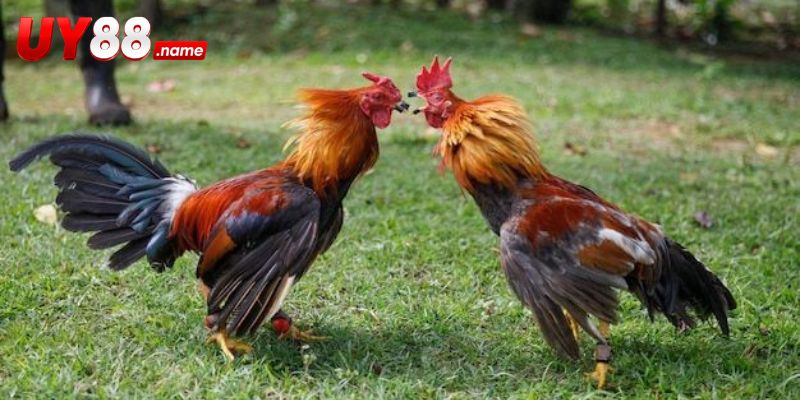 Các cửa và trạng thái cược Đá gà Kelso trên UY88