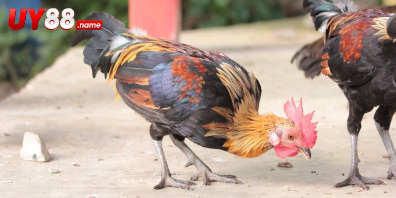 Đá gà Peru được trình bày theo hồ sơ từng cặp đấu