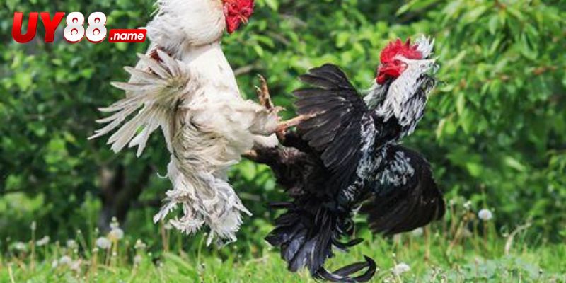 Thẻ thi đấu chuyển bảng sang trạng thái chỉ xem