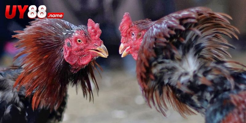 Các loại cửa và cách đọc bảng Đá Gà UY88