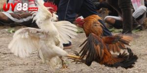Đá Gà Thomo: Theo Dõi Kèo Hay, Trận Đấu Kịch Tính