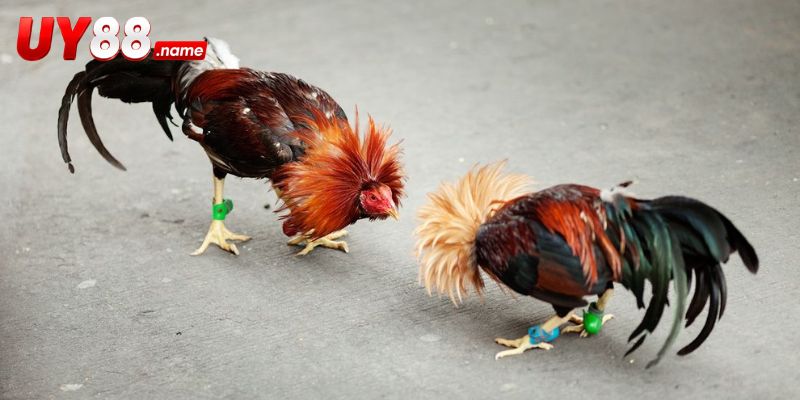 Các cửa cược và điều kiện thanh toán cần đối chiếu