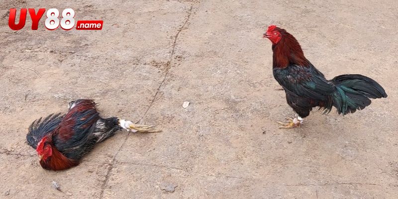 Các cửa Gilmore Hatch được tách theo phạm vi cược