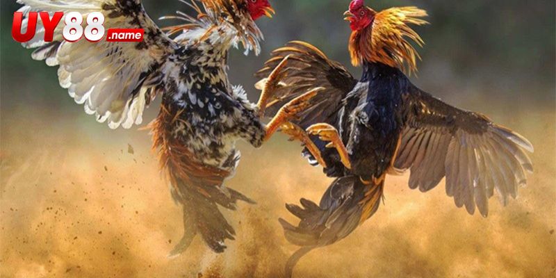 Đá Gà Gilmore Hatch chốt phiếu sau bước rà soát