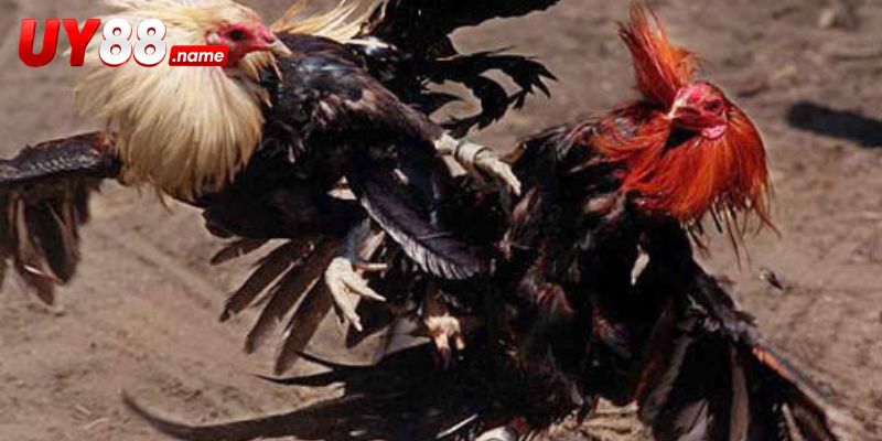 Đá Gà Gilmore Hatch – Cược Tỷ Lệ Mở Bảng Và Live