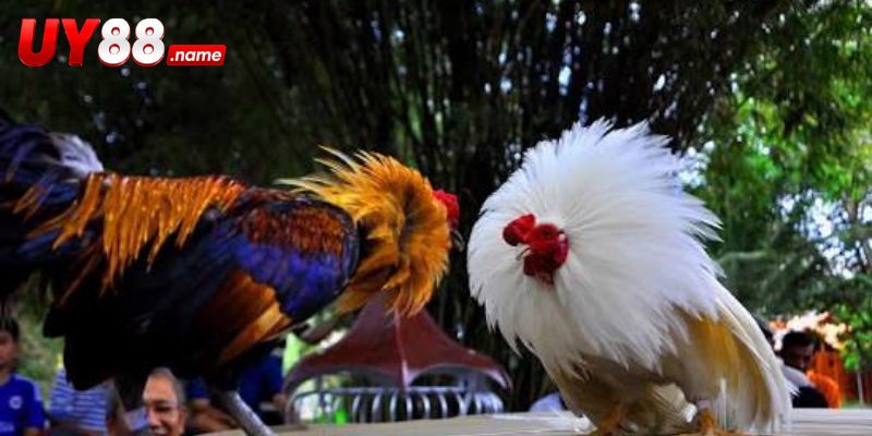 Bảng Griffin Claret mở nhiều dòng cược khác nhau