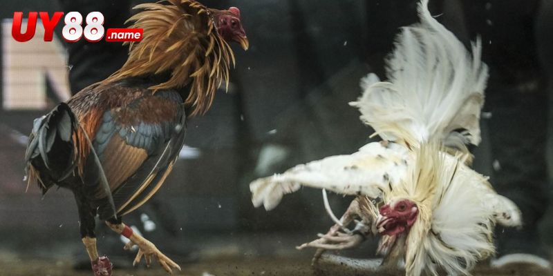 Đá Gà Griffin Claret xử lý kết quả theo từng trạng thái