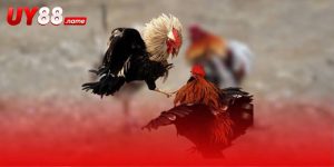 Đá Gà Griffin Claret – Cược Bảng Trận Và Thời Lượng