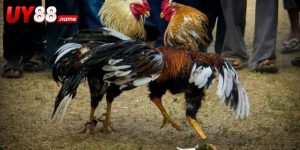 Đá Gà Possum Sweater – Cược Theo Card Và Từng Trận