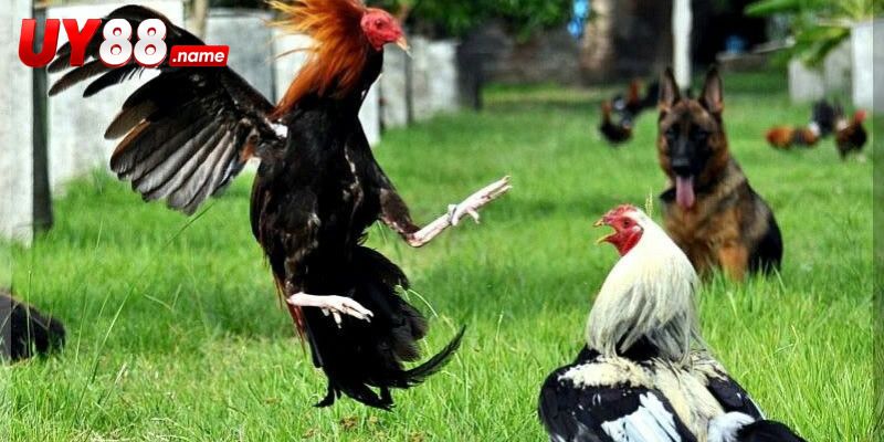 Diễn biến trận đấu qua ba lớp cự ly