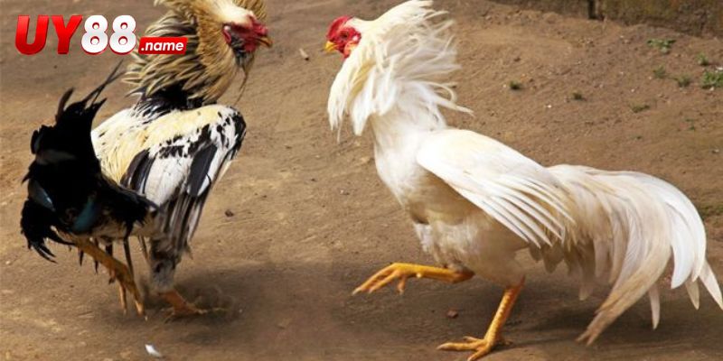 Nhóm cửa cược và cách xác định kết quả